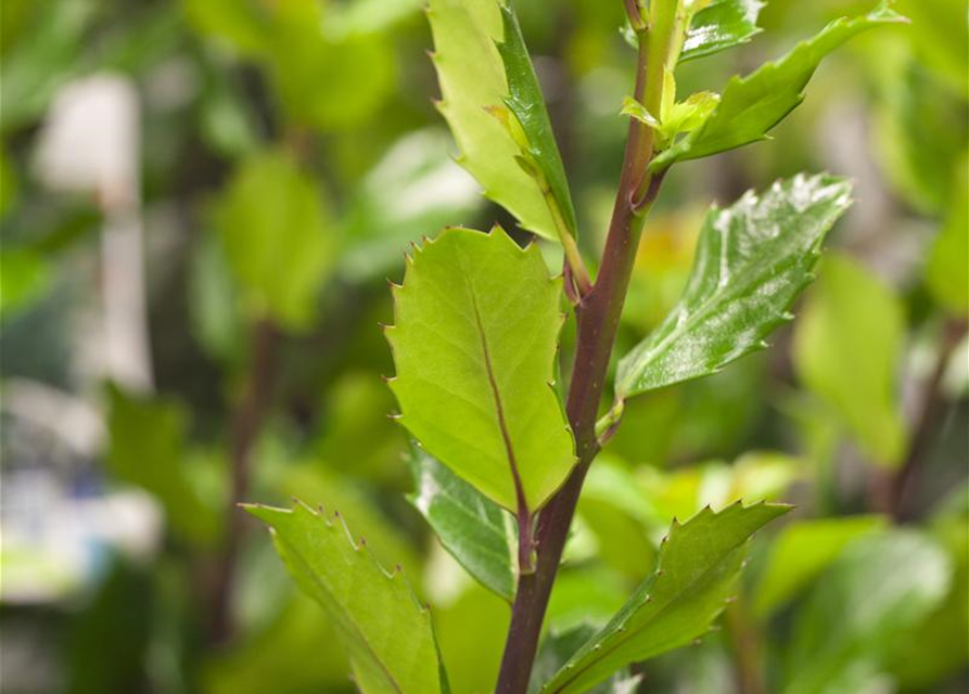 Ilex meserveae Blue Prince