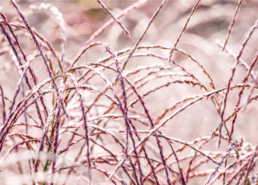 Miscanthus sinensis Flamingo