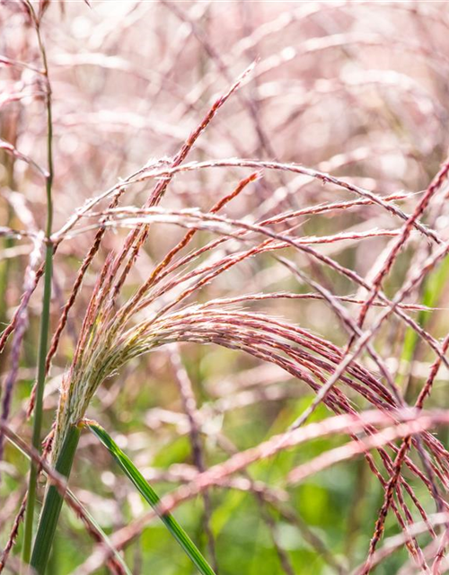 Miscanthus sinensis Flamingo