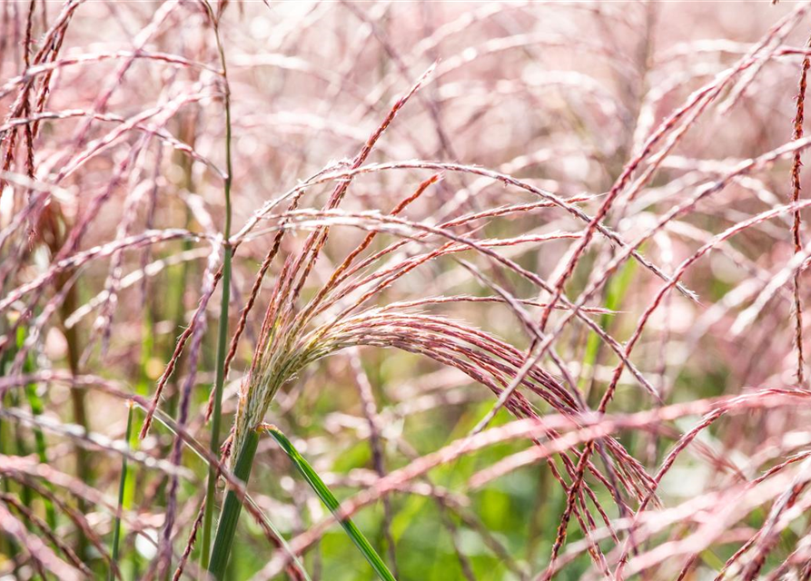 Miscanthus sinensis Flamingo