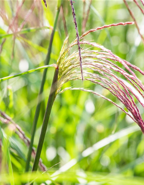 Miscanthus sinensis Flamingo