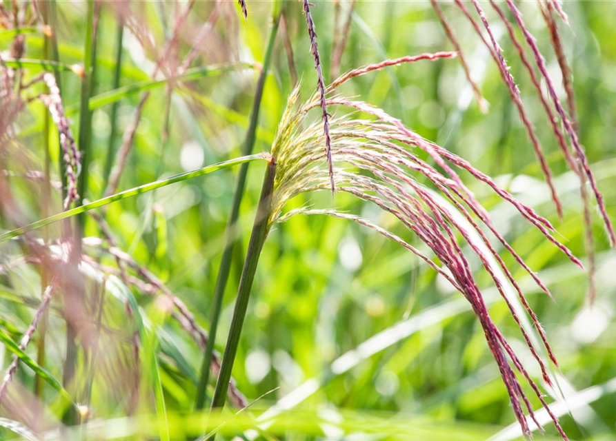 Miscanthus sinensis Flamingo