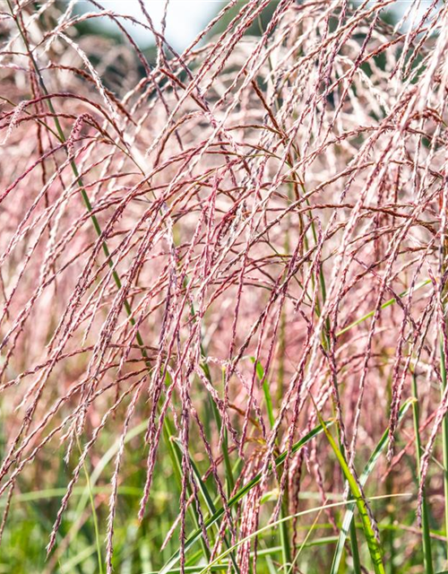 Miscanthus sinensis Flamingo