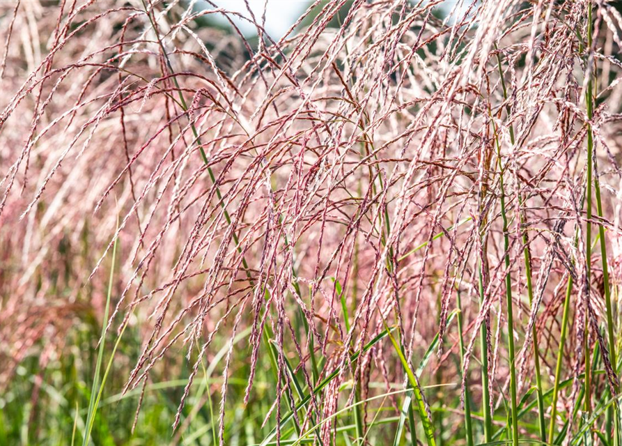 Miscanthus sinensis Flamingo