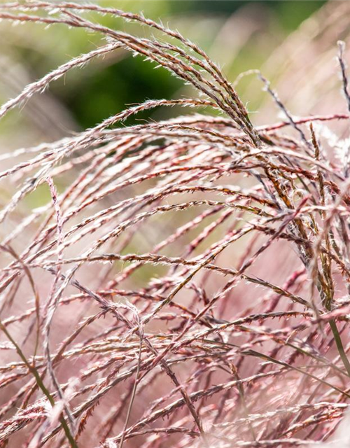 Miscanthus sinensis Flamingo