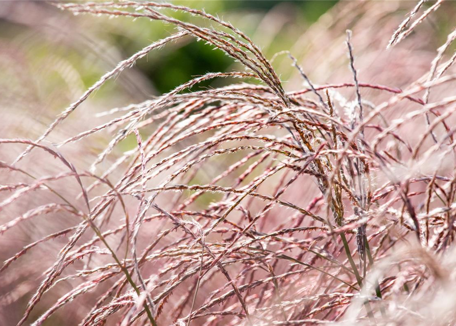 Miscanthus sinensis Flamingo