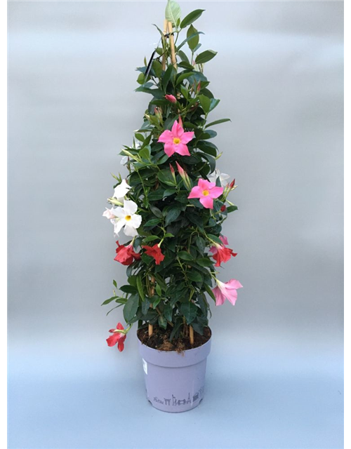 Dipladenia Sundaville Pyramide Trio