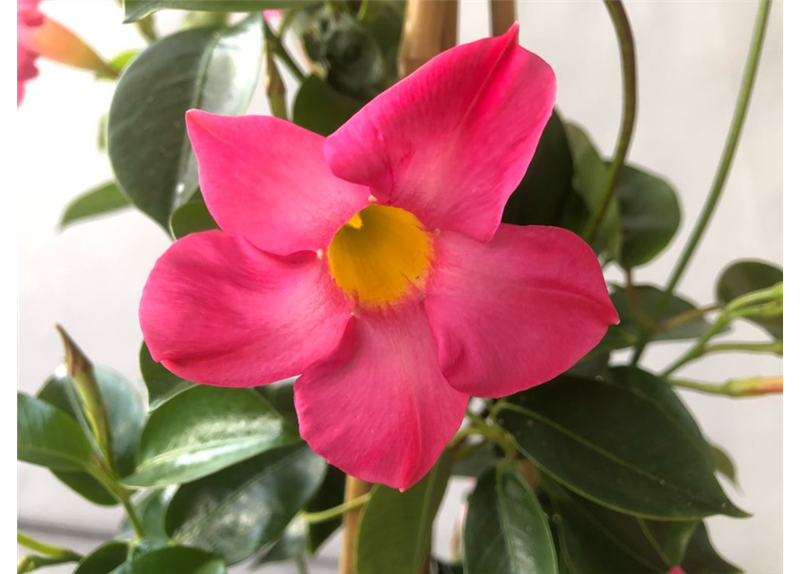 Dipladenia Sundaville Pyramide Rosa T19 H90