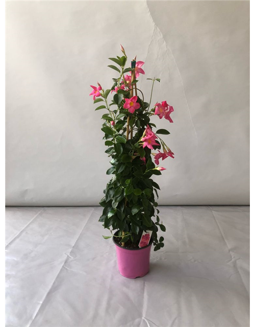 Dipladenia Sundaville Pyramide Rosa T19 H90