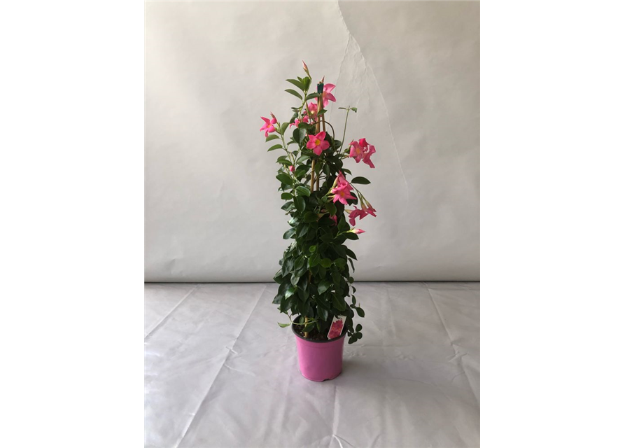 Dipladenia Sundaville Pyramide Rosa T19 H90