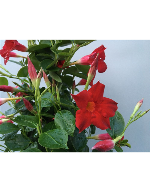 Dipladenia Sundaville Pyramide Rot T19 H90