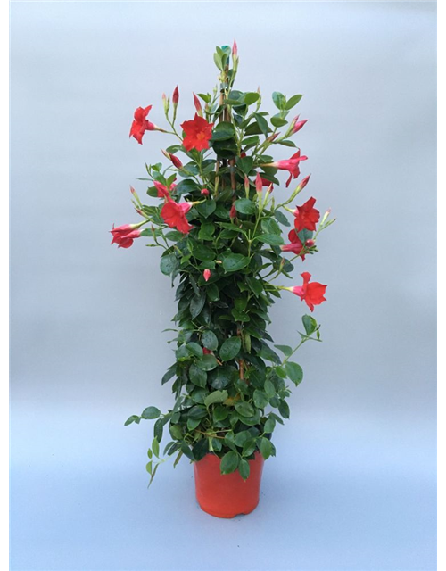 Dipladenia Sundaville Pyramide Rot T19 H90