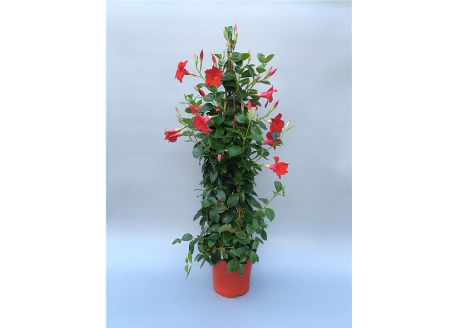 Dipladenia Sundaville Pyramide Rot T19 H90