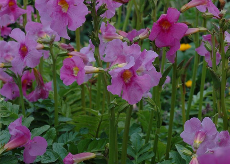 Incarvillea delavayi