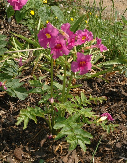 Incarvillea delavayi