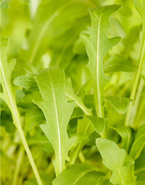 Diplotaxis tenuifolia Rucola