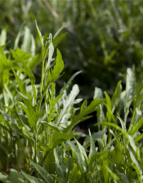 Diplotaxis tenuifolia Rucola