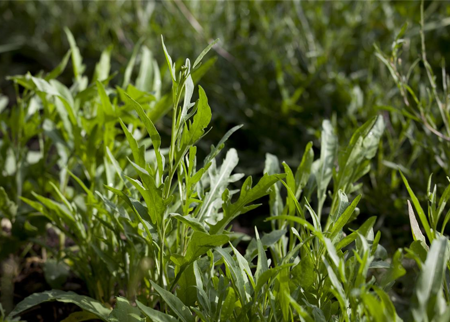 Diplotaxis tenuifolia Rucola