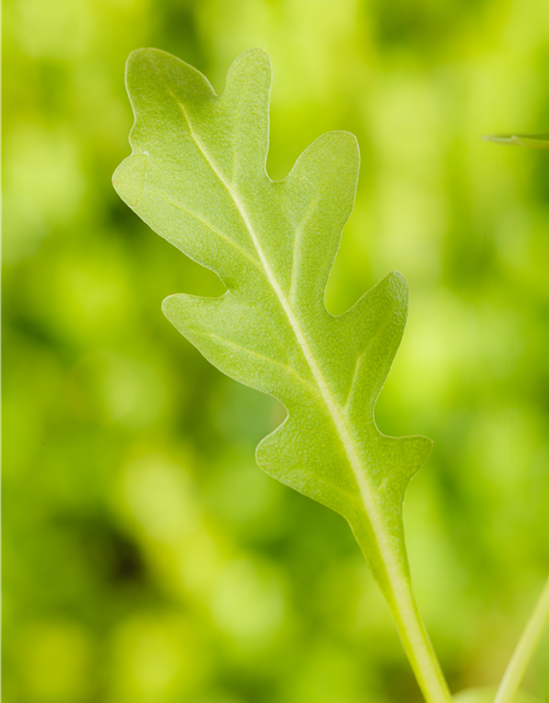 Diplotaxis tenuifolia Rucola