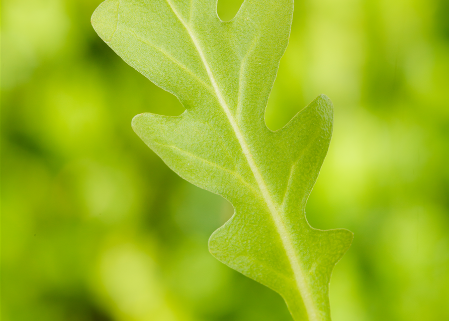 Diplotaxis tenuifolia Rucola