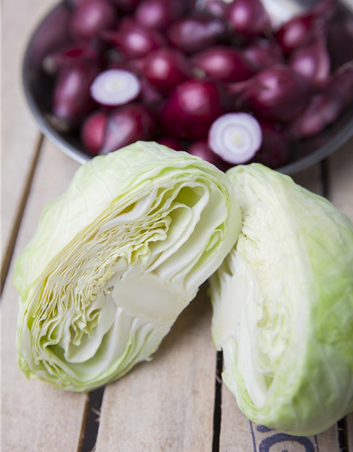 Brassica oleracea var. capita. Nozomi