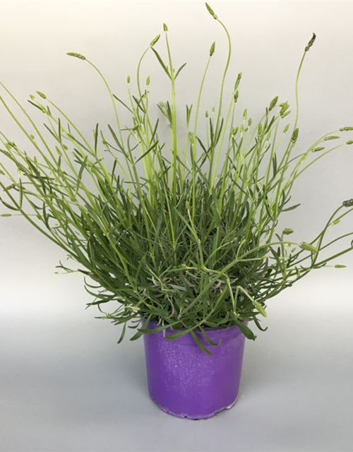 Lavandula angustifolia Grosso