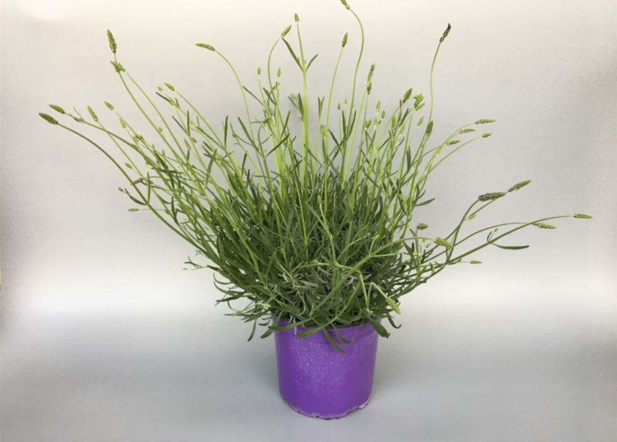 Lavandula angustifolia Grosso