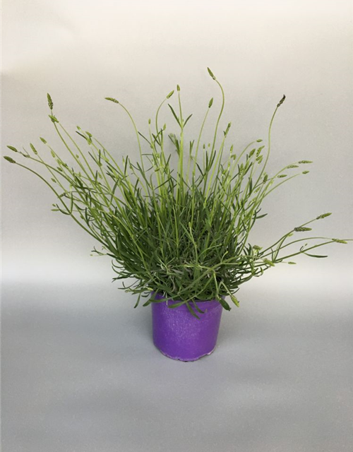 Lavandula angustifolia Grosso