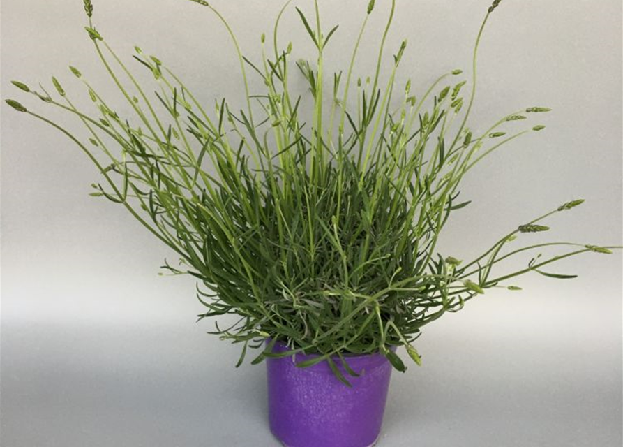 Lavandula angustifolia Grosso