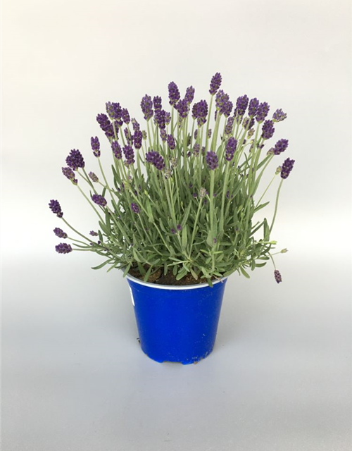 Lavandula angustifolia Imperial Gem