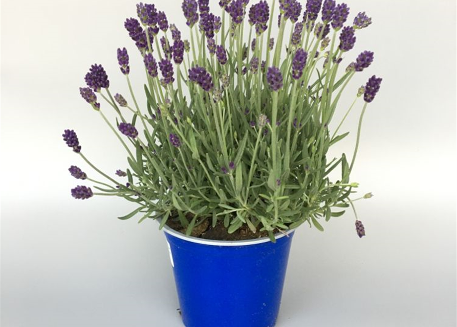 Lavandula angustifolia Imperial Gem