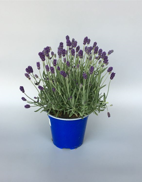 Lavandula angustifolia Imperial Gem