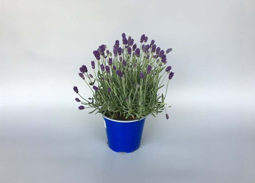 Lavandula angustifolia Imperial Gem