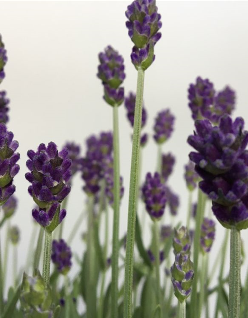 Lavandula angustifolia Imperial Gem