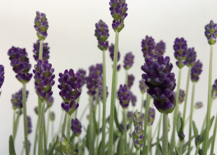 Lavandula angustifolia Imperial Gem