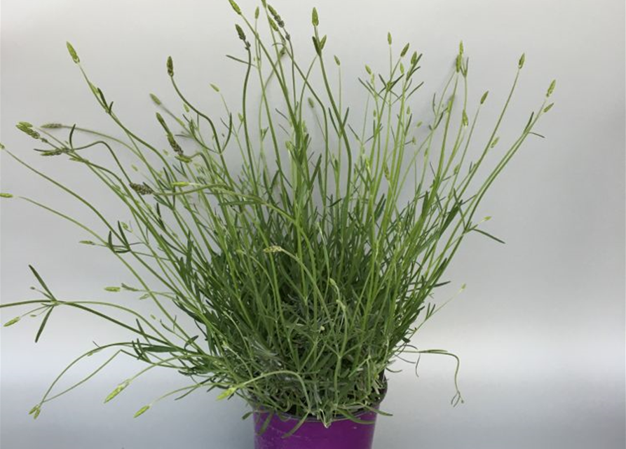 Lavandula angustifolia Provence