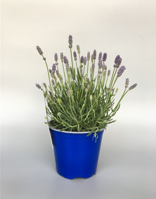 Lavandula angustifolia Valensole Light Blue