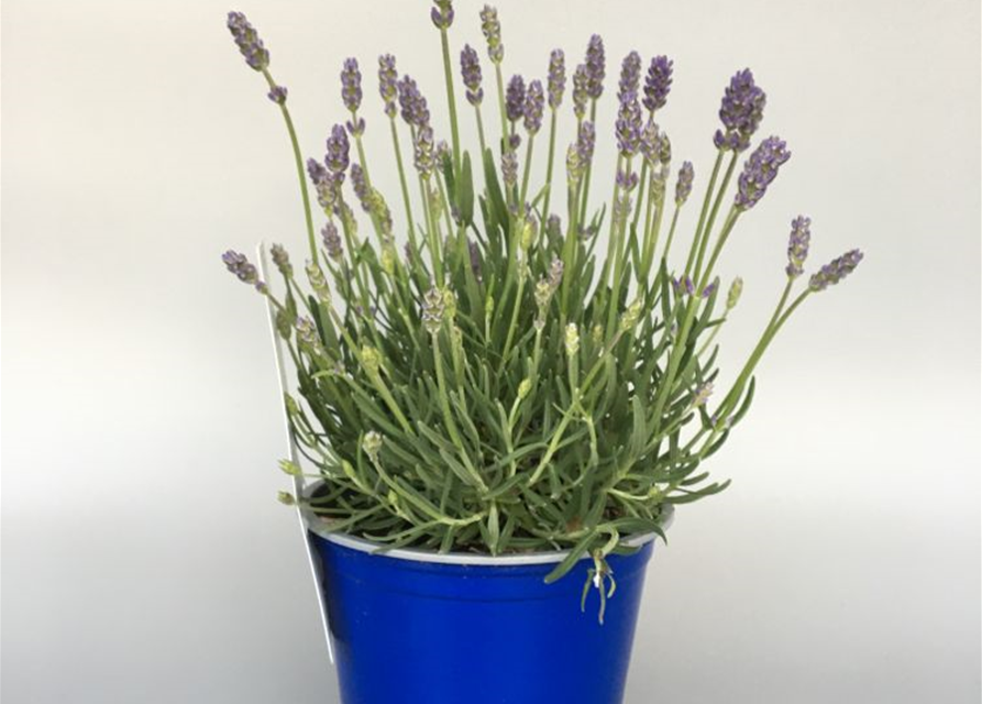 Lavandula angustifolia Valensole Light Blue