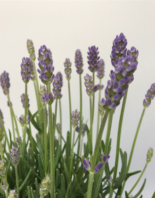 Lavandula angustifolia Valensole Light Blue