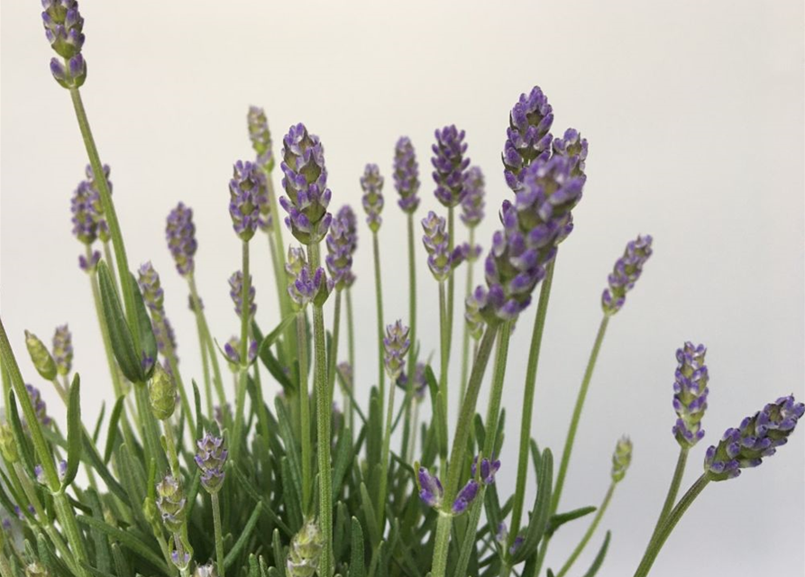 Lavandula angustifolia Valensole Light Blue