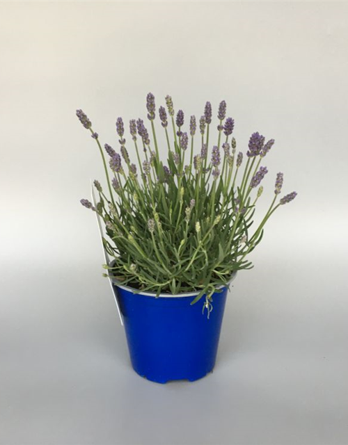 Lavandula angustifolia Valensole Light Blue