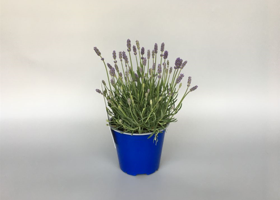 Lavandula angustifolia Valensole Light Blue