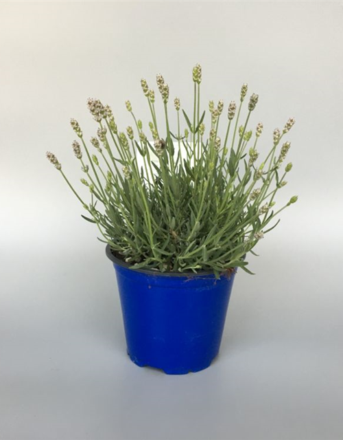 Lavandula angustifolia Aromance White