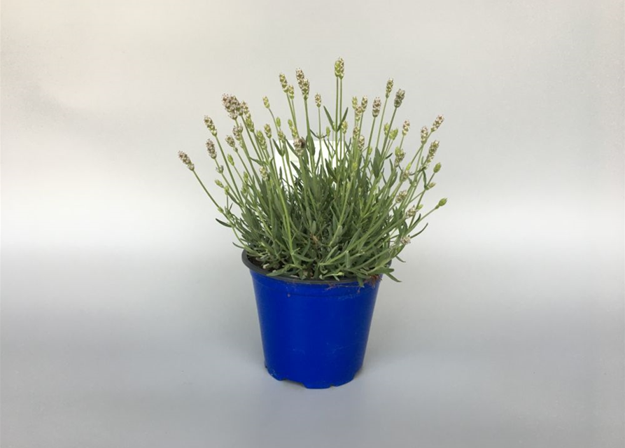 Lavandula angustifolia Aromance White