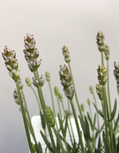 Lavandula angustifolia Aromance White