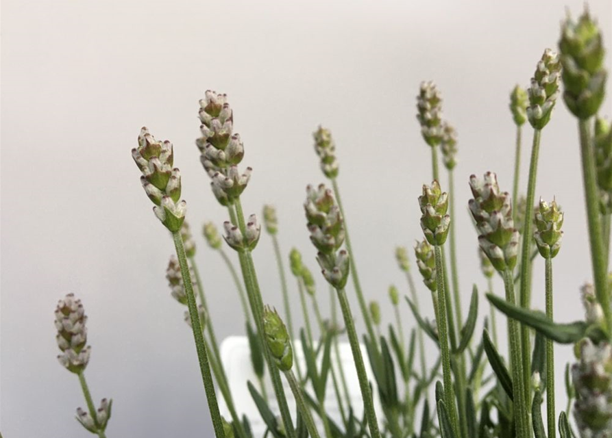 Lavandula angustifolia Aromance White