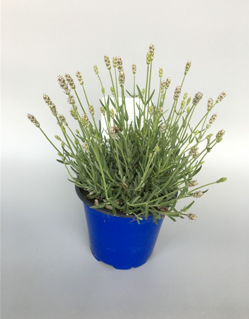 Lavandula angustifolia Aromance White