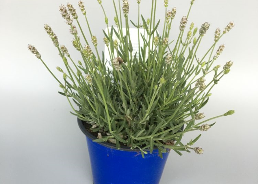 Lavandula angustifolia Aromance White