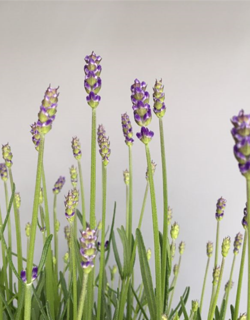 Lavandula angustifolia Hidcote Blue