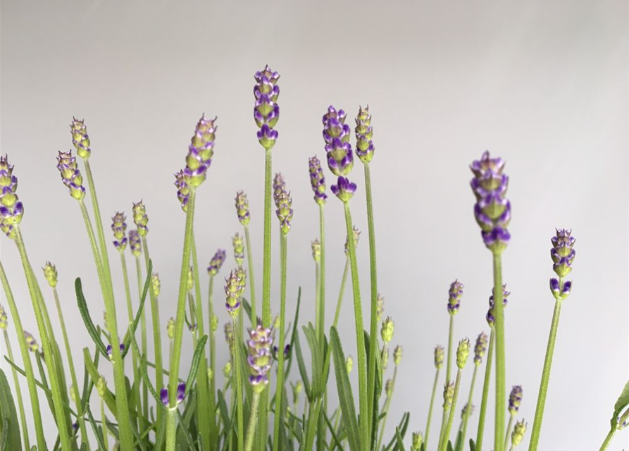 Lavandula angustifolia Hidcote Blue